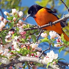 A brightly colored oriole perched on a branch