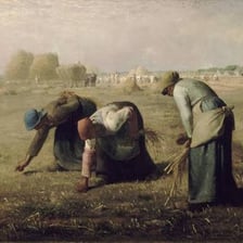 A person gathering leftover grain from a field