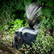 A striped skunk outdoors with its distinctive black-and-white coloring