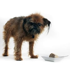 A Brussels griffon beside a bowl of dog food