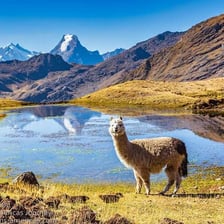 Alpaca standing in an Andean mountain landscape