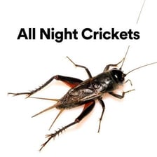 A cricket photographed outdoors at night, representing its characteristic chirping sound.