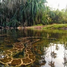 A green anaconda resting in shallow water.