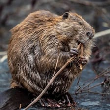An animal using its front teeth to gnaw on wood