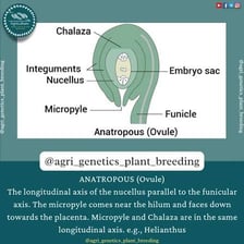 Botanical illustration showing an ovule inside a plant ovary