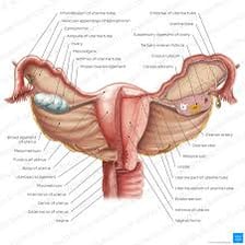 An anatomical illustration showing a human ovary