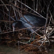 An American coot swimming on a pond.