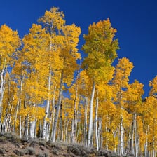Stand of quaking aspen trees in Colorado