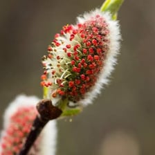 Close-up of soft catkins growing on a willow branch.