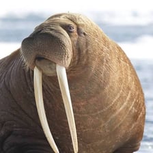 Walrus displaying its long ivory tusks