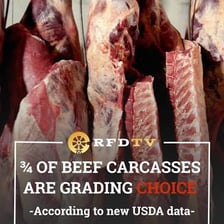 A USDA meat inspection or grading scene at a processing facility.