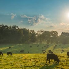 A green meadow suitable for grazing animals.
