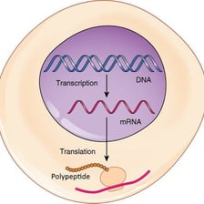 An educational diagram showing RNA involved in genetic information transfer.