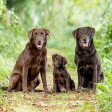 Chocolate-colored Labrador retrievers outdoors
