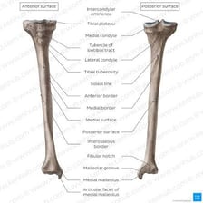 An anatomical illustration labeling the tibia and the shin area