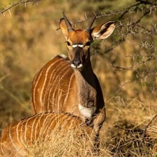Male nyala antelope displaying its curved, lyre-shaped horns