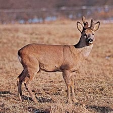 A roe deer standing in a woodland setting.