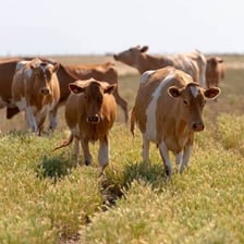 A Guernsey dairy cow standing in a pasture.