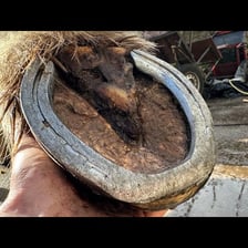 A farrier fitting a horseshoe to a horse’s hoof.