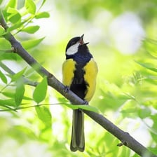 A songbird perched on a branch and singing