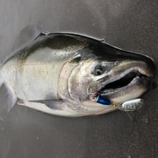 A coho salmon, recognizable by its silvery body and salmon shape.