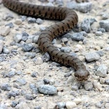 A venomous snake associated with the Nile region.