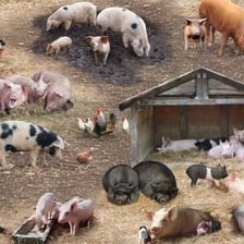 A pig standing inside a farm sty.