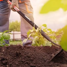 A gardener using a hoe to work the soil in a garden.