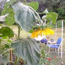 Several sunflowers with their green stems visible