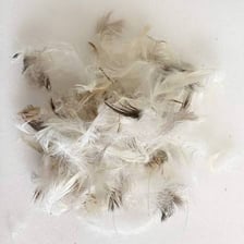 Goose feathers used as a source of down insulation