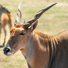 An eland antelope displaying its spiral horns