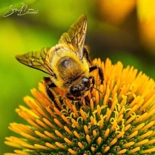 A honeybee resting on a flower.