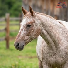 A horse with a roan coat mottled with white hairs