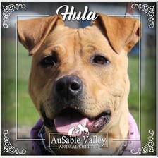A mixed-breed dog in an animal shelter
