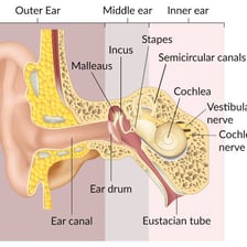 An educational illustration of a human ear alongside an earplug.