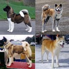 An Akita dog standing outdoors.