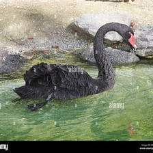 A swan gliding across the surface of a pond