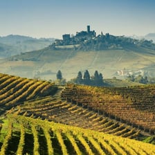 Vineyards in the Asti area of Piedmont, Italy.