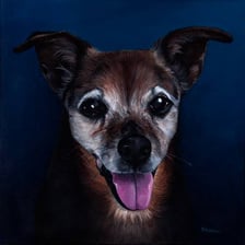 Mixed-breed dog representing a mongrel