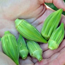 Fresh green okra pods.