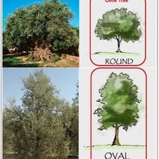 Hazel and olive trees shown as examples of trees.