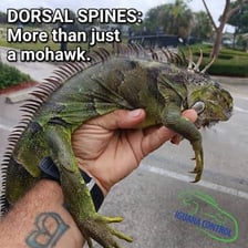 A green iguana showing the crest of spines along its back.