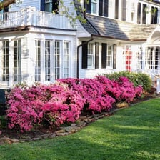 Flowering azalea shrubs with clusters of colorful blooms.