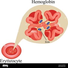 A medical illustration of red blood cells and hemoglobin.