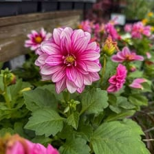 A blooming dahlia, Mexico’s national flower.