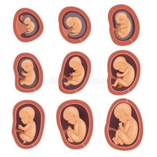Educational illustration showing an embryo developing inside a uterus