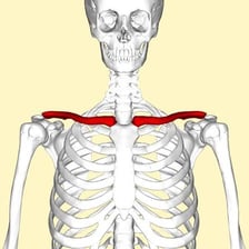 An anatomical illustration highlighting the human collarbones.