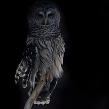 An owl perched outdoors while making a hooting call