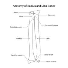 An anatomical illustration labeling the ulna in the forearm