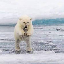 A polar bear standing on a floating ice floe